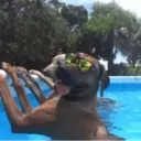 Figurinha