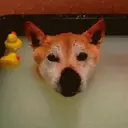 Figurinha
