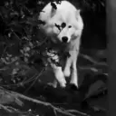 Animales. | @ocenferios  Haki. 11