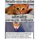 Memes de Gatos 3