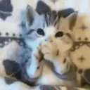 Gatitos  1