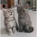 Gatitos  2
