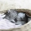 Gatitos  3