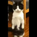 Gatitos  4