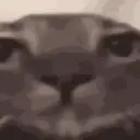 🙀GIF-s CAT-s-GATO-s😿 13