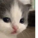 smirnova's cats 3
