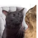 smirnova's cats 1