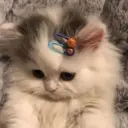 °~cute cats~° 2