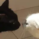 °~cute cats~° 4