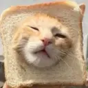 °~cute cats~° 5