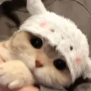 °~cute cats~° 1
