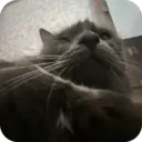 чаво 4