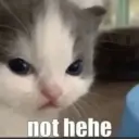 HeheCat by stul 3