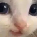 HeheCat by stul 1