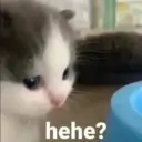 HeheCat by stul 5