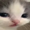 HeheCat by stul 2