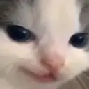 HeheCat by stul 4