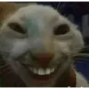 Kucing 3