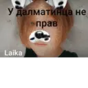 Я Лютый Далматинец лайка 1