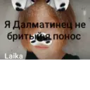 Я Лютый Далматинец лайка 4