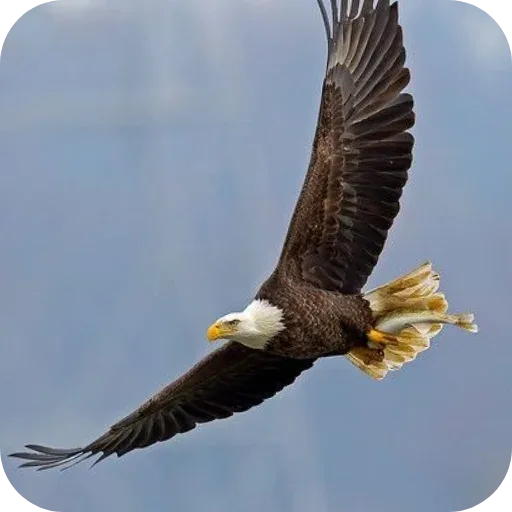 Aguilas🦅💞1🇵🇪Clásica 10