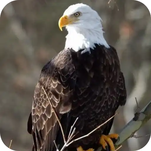 Aguilas🦅💞1🇵🇪Clásica 6