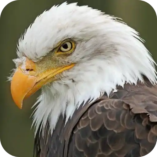 Aguilas🦅💞1🇵🇪Clásica 29