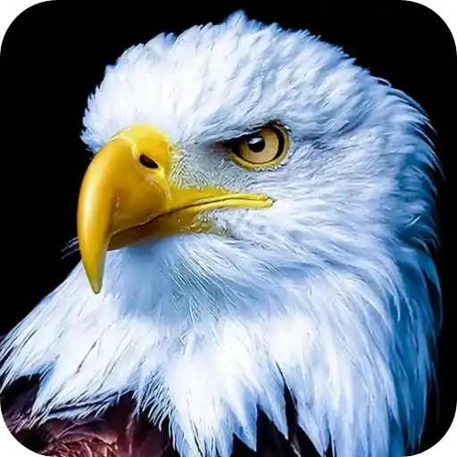 Aguilas🦅💞1🇵🇪Clásica 23