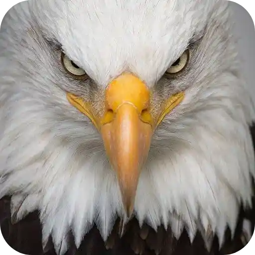 Aguilas🦅💞1🇵🇪Clásica 7