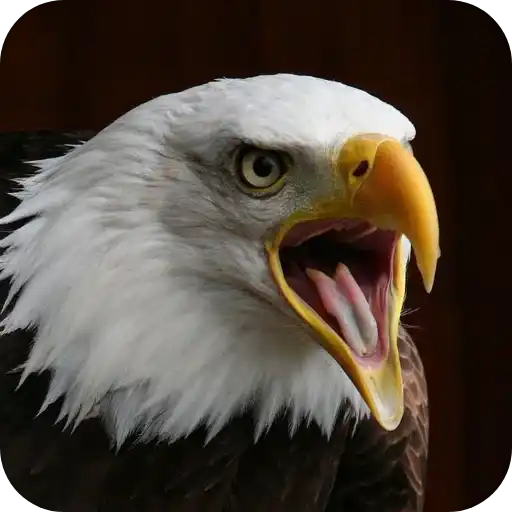 Aguilas🦅💞1🇵🇪Clásica 30