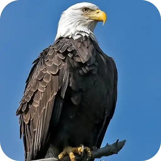 Aguilas🦅💞1🇵🇪Clásica 11