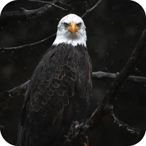 Aguilas🦅💞1🇵🇪Clásica 12