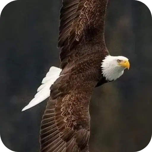 Aguilas🦅💞1🇵🇪Clásica 8