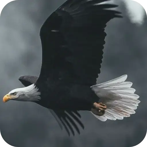 Aguilas🦅💞1🇵🇪Clásica 14