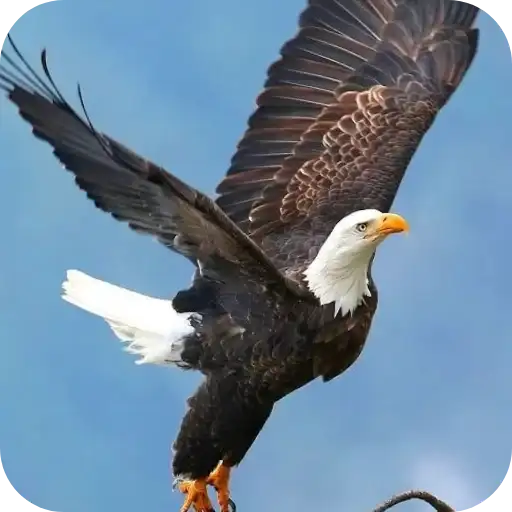 Aguilas🦅💞1🇵🇪Clásica 24