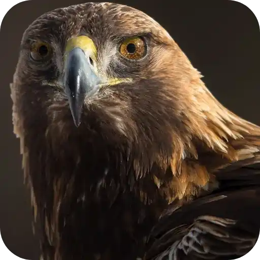 Aguilas🦅💞1🇵🇪Clásica 3