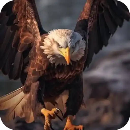 Aguilas🦅💞1🇵🇪Clásica 4