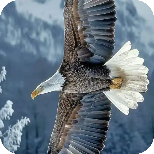 Aguilas🦅💞1🇵🇪Clásica 5