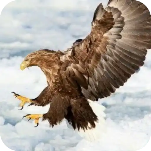 Aguilas🦅💞1🇵🇪Clásica 22