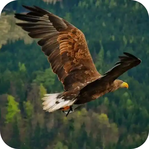 Aguilas🦅💞1🇵🇪Clásica 25