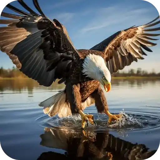 Aguilas🦅💞1🇵🇪Clásica 13