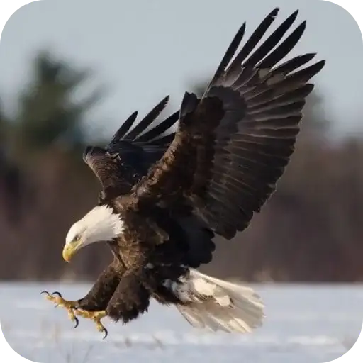 Aguilas🦅💞1🇵🇪Clásica 26