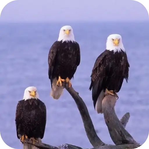 Aguilas🦅💞1🇵🇪Clásica 19