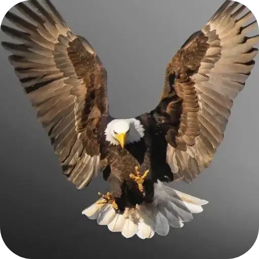 Aguilas🦅💞1🇵🇪Clásica 2