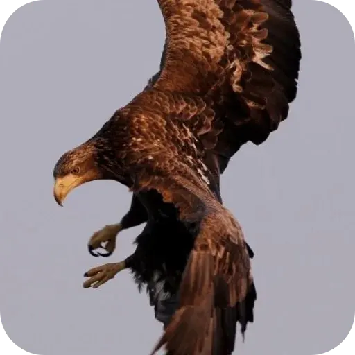 Aguilas🦅💞1🇵🇪Clásica 21