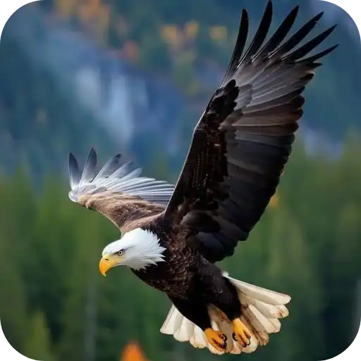 Aguilas🦅💞1🇵🇪Clásica 17