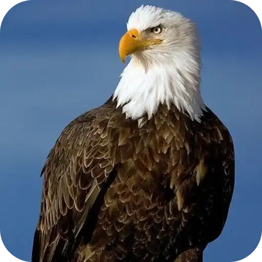 Aguilas🦅💞1🇵🇪Clásica 1