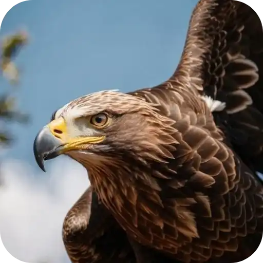 Aguilas🦅💞1🇵🇪Clásica 28