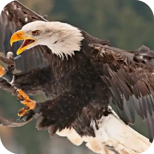 Aguilas🦅💞1🇵🇪Clásica 16