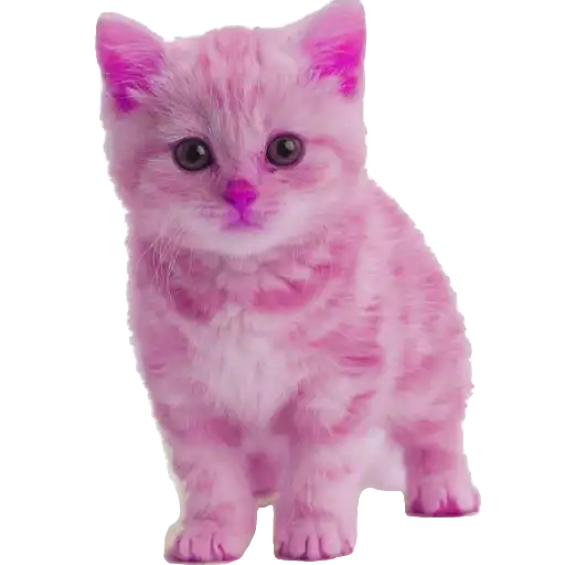 Animales en color Rosa💞1🇵🇪Clásica 9
